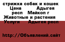 стрижка собак и кошек › Цена ­ 400 - Адыгея респ., Майкоп г. Животные и растения » Услуги   . Адыгея респ.